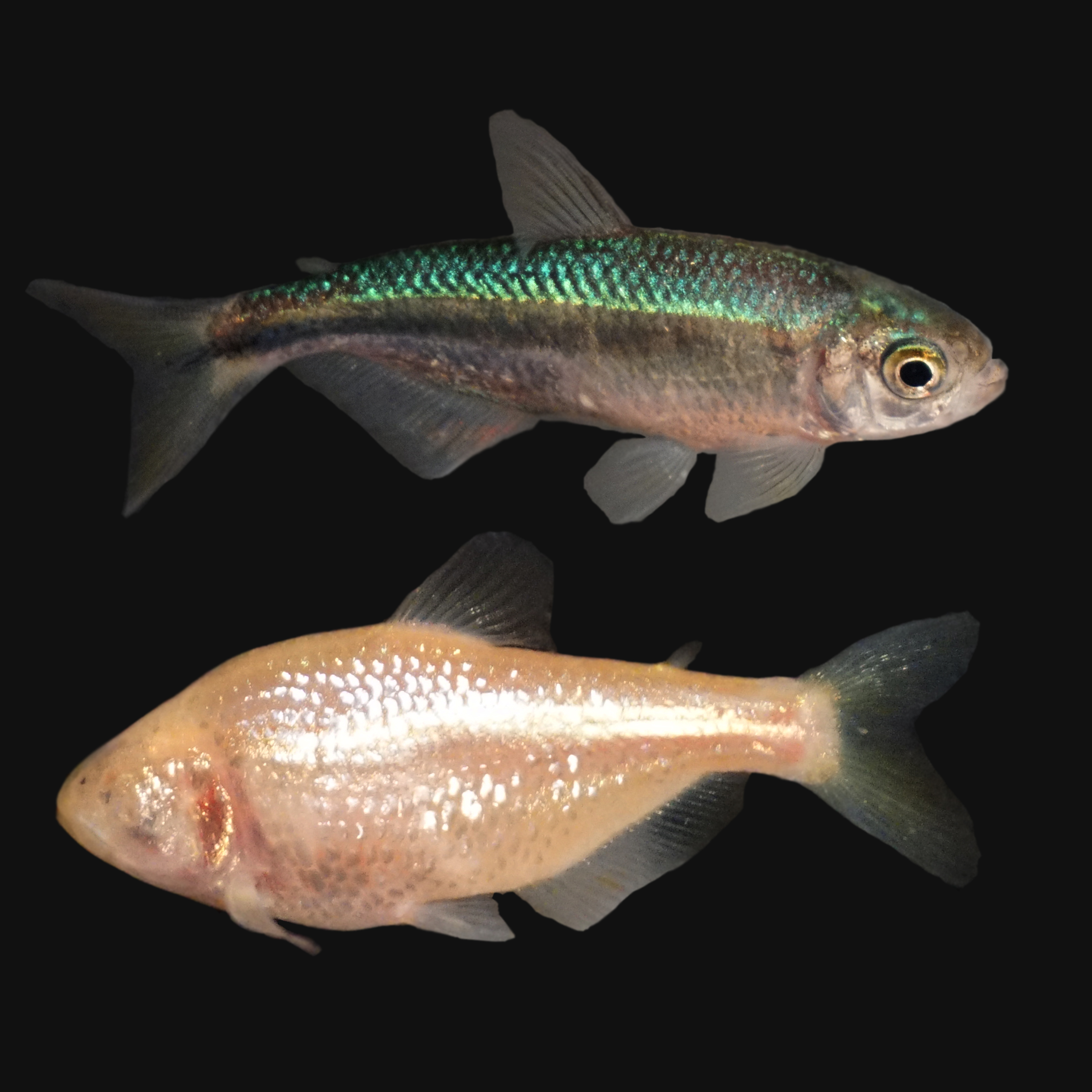Two mexican tetras, one from the surface and one from a cave